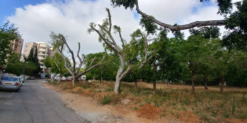 רק שני עצים בשדרה ניצלו מהגיזום. העירייה: "השורשים חדרו לבתים"