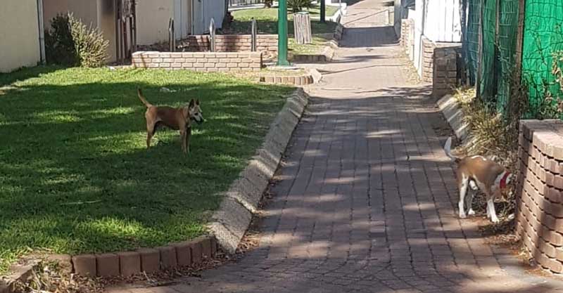 הכלבים משוטטים, אין שקיות במתקנים: "מה עם הזכות שלנו ללכת ברחוב בלי קקי על המדרכות?"