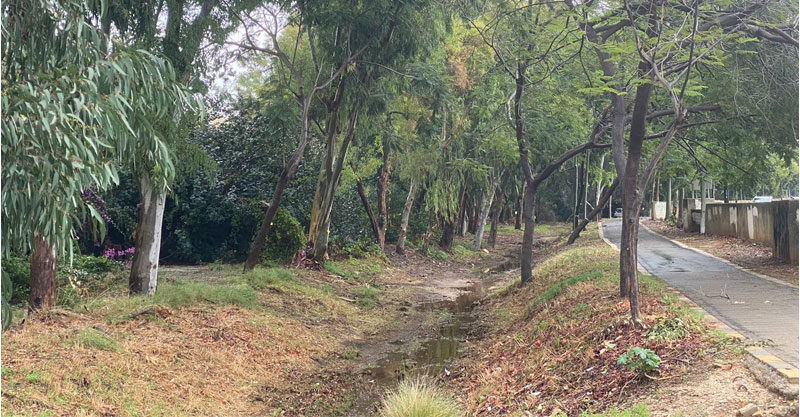 התושבים בפיתוח יוצאים למאבק נגד כריתת חורשה ותיקה לטובת הרכבת הקלה